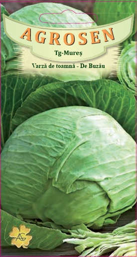 Varză de toamnă - Buzoiana