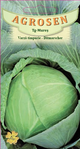 Varză timpurie - Ditmarscher