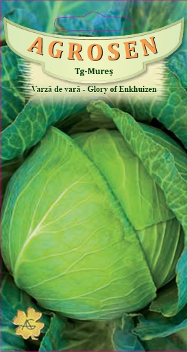 Varză de vară - Glory of Enkhuizen