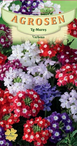 Verbena