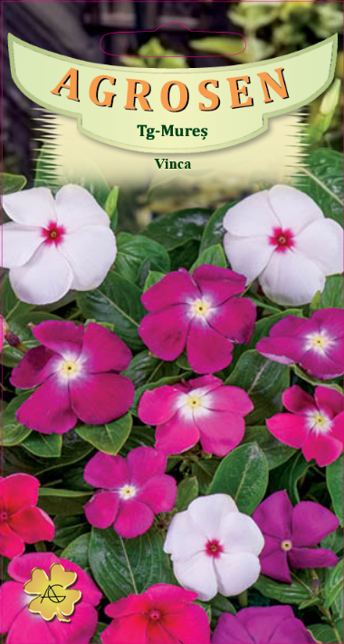 Vinca