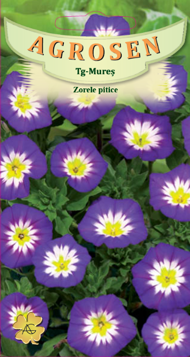 Zorele pitice albastre