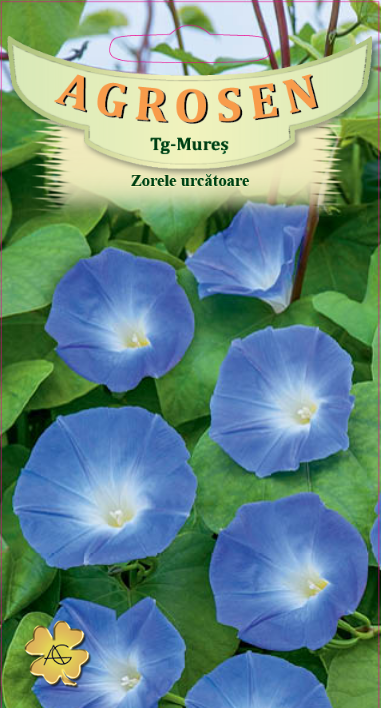 Zorele urcătoare albastre